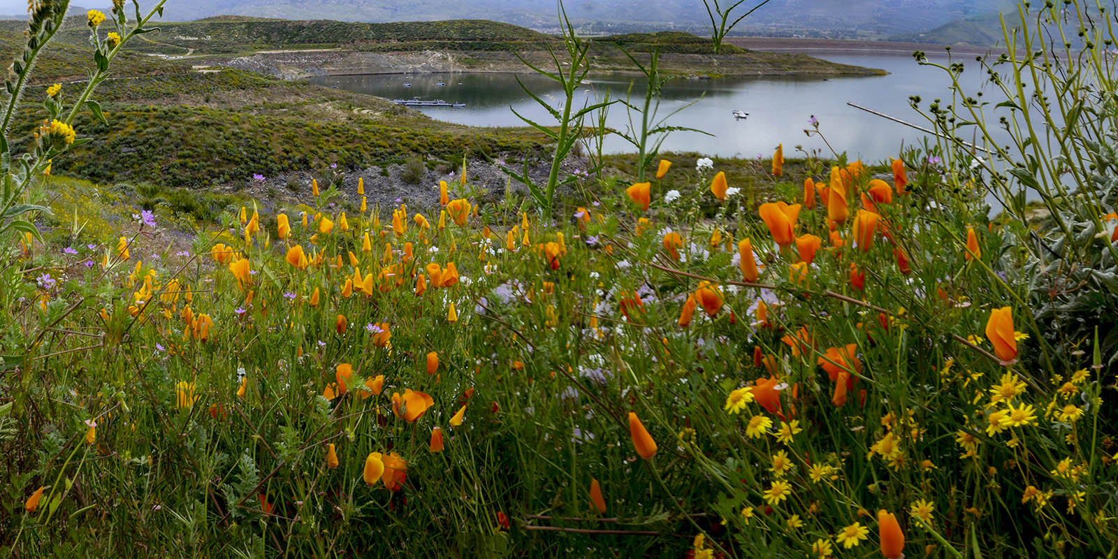 Diamond Valley Lake Wildflowers