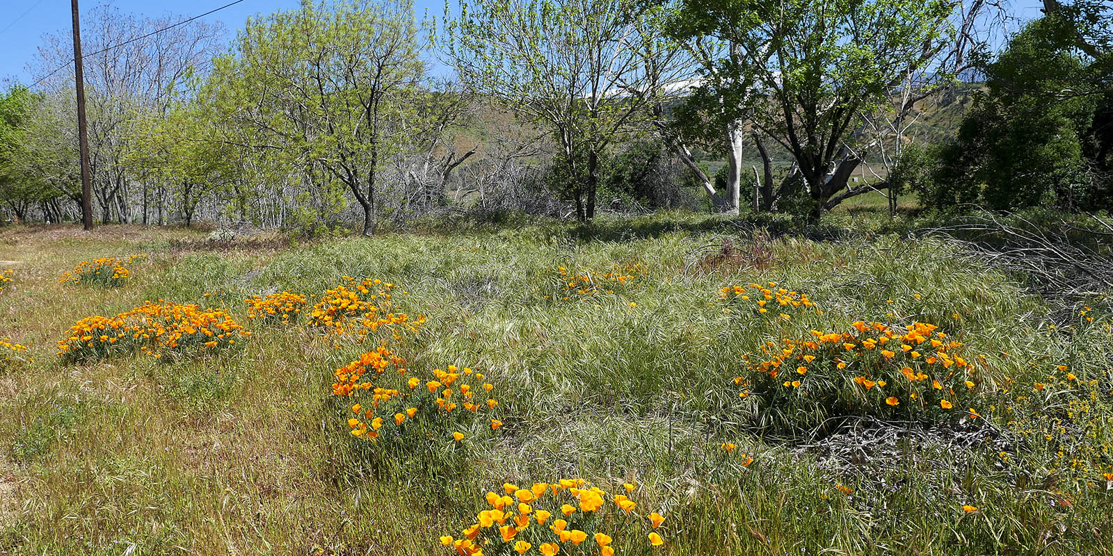 Gilman Ranch Wildflowers