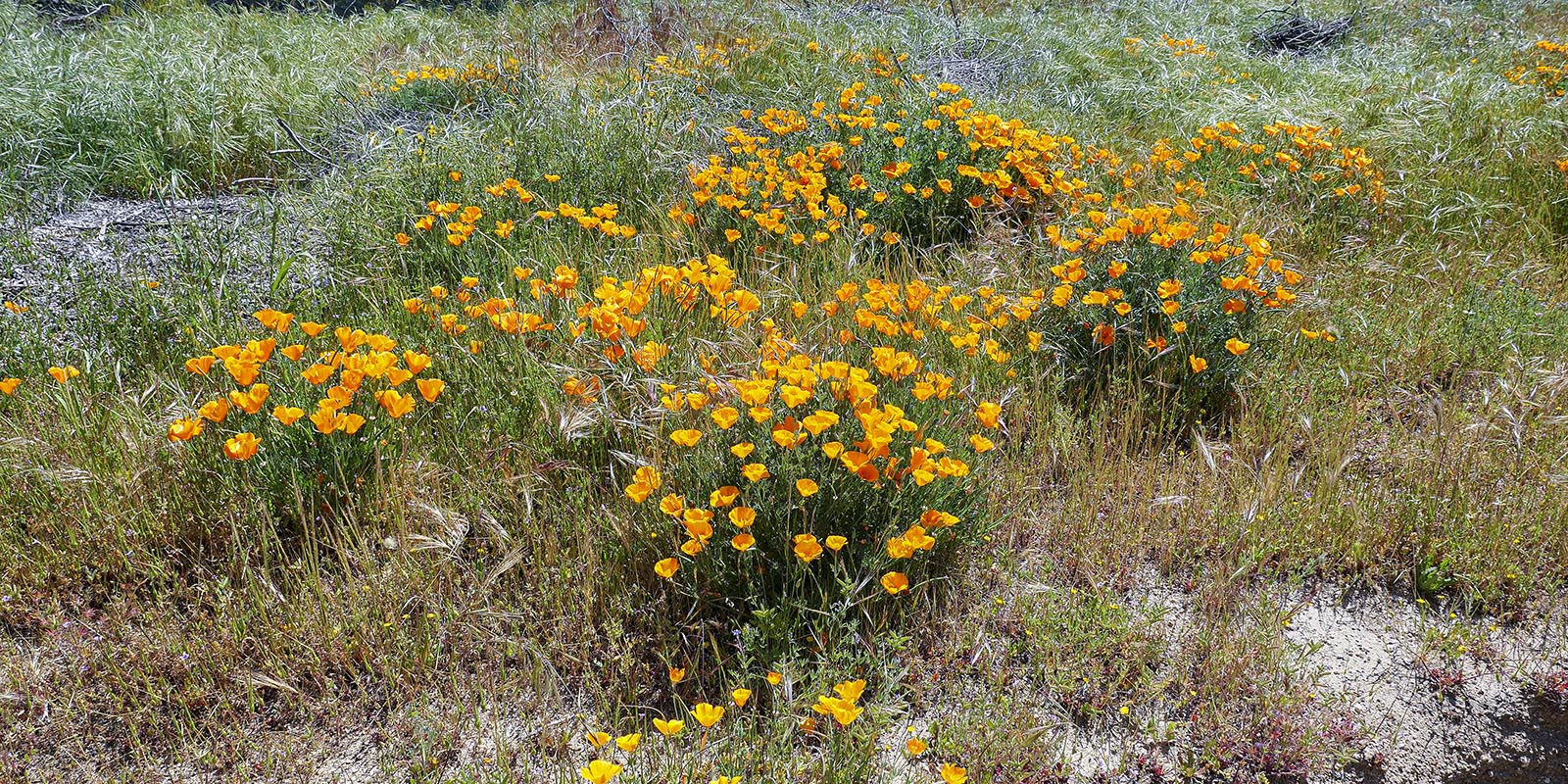 Gilman Ranch Wildflowers